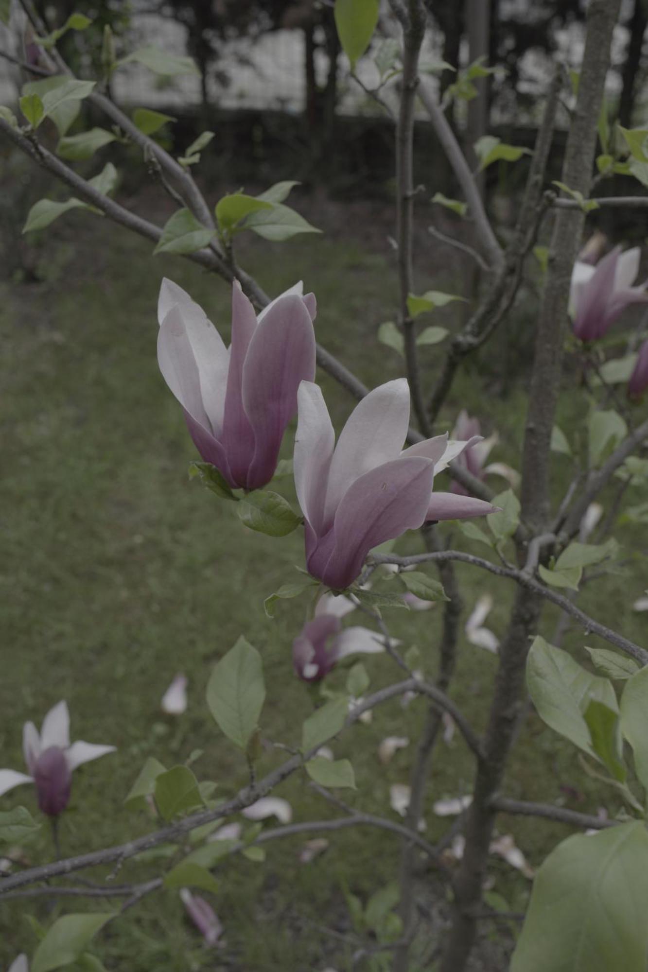 Pensiunea Magnolia Ocna Şugatag Exterior foto